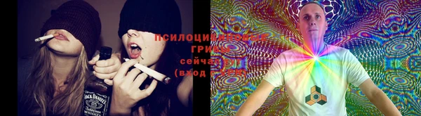 стаф Аркадак